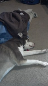 12 pm - Echo helps with the laundry.