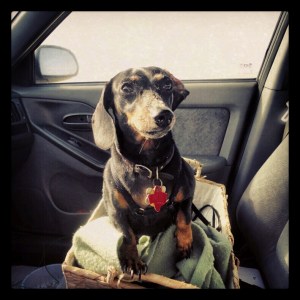 Meeka the Dachshund in the Car