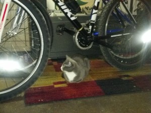9pm - our bikes in the loft, with cat. Thom has biked down to meet us. 