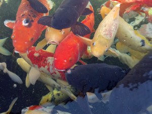 11am - A swarm of Koi fish at the Dallas Zoo. 