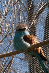 Pale blue and fluffy.