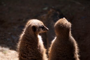 Meerkat buddies.