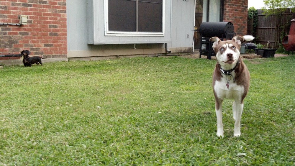 Meeka and Echo secure the perimeter.