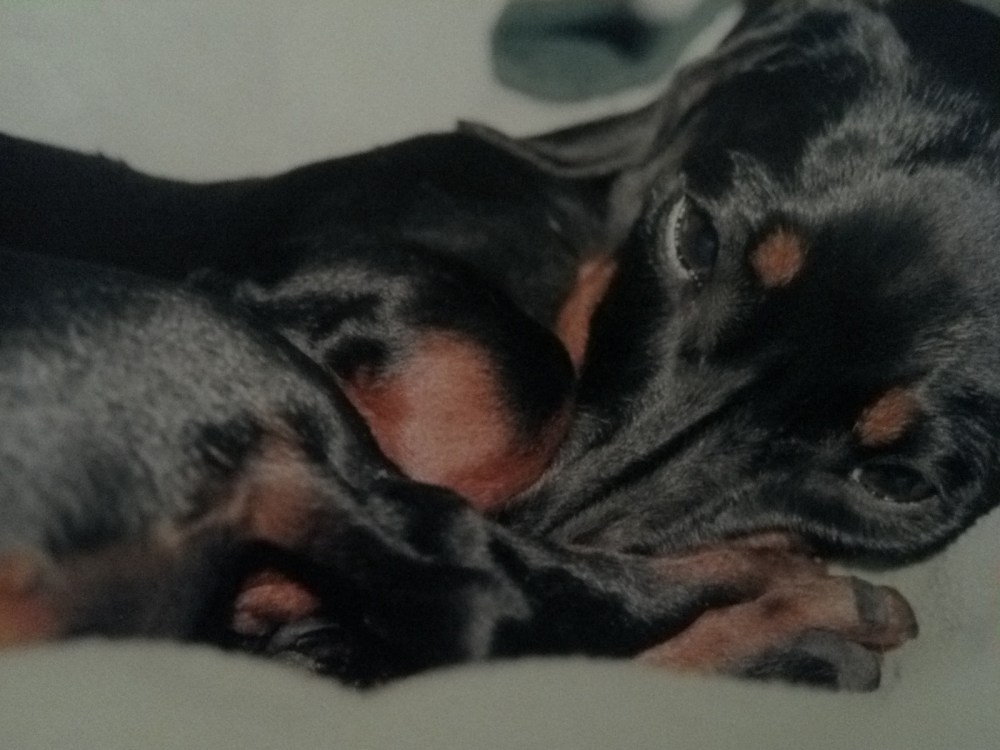 Baby Meeka all curled up.