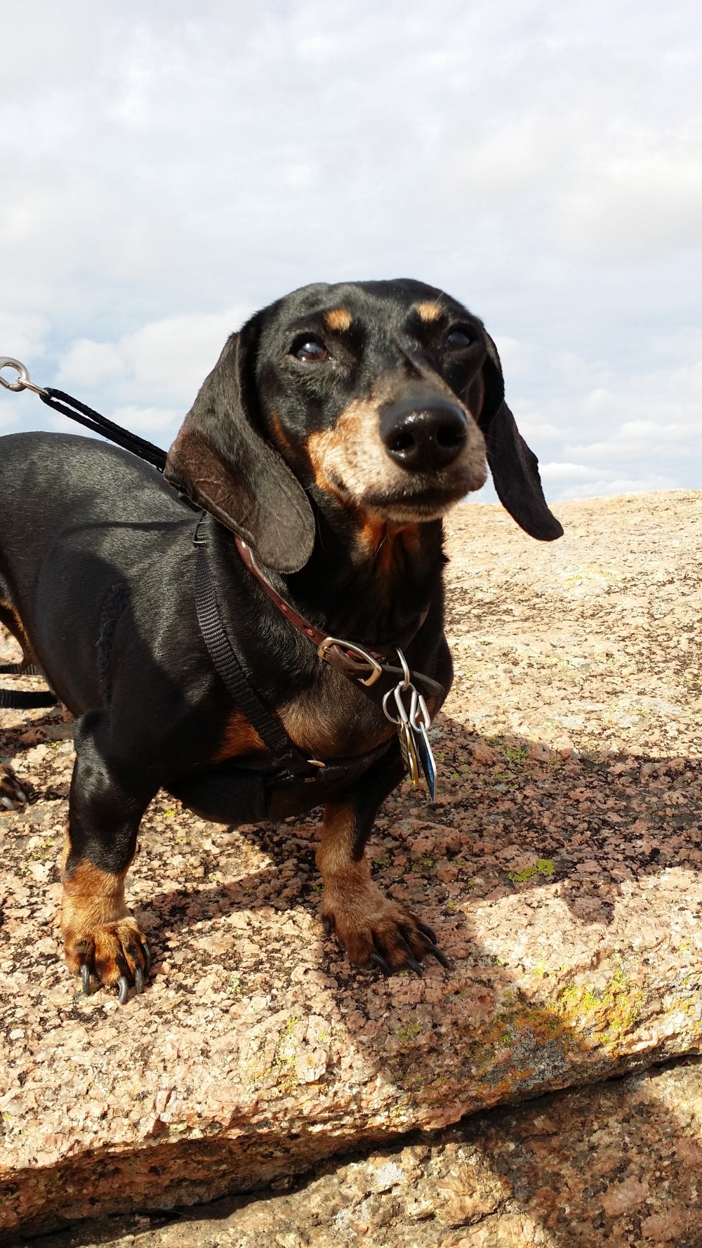 Meeka at the top of Enchanted Rock.