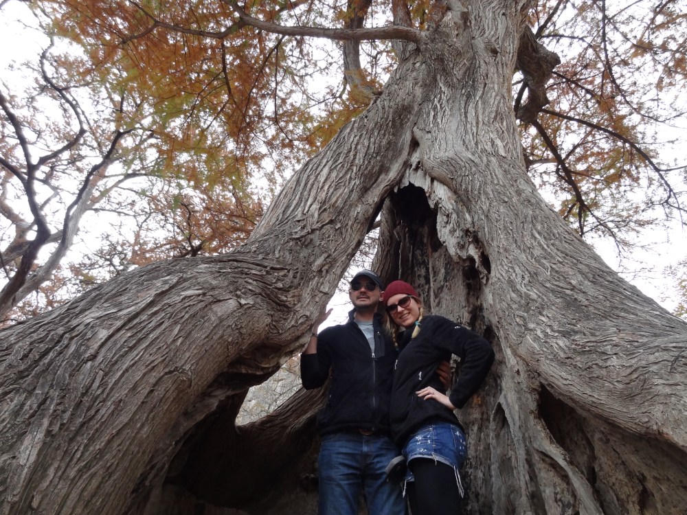 See amazing giant trees!