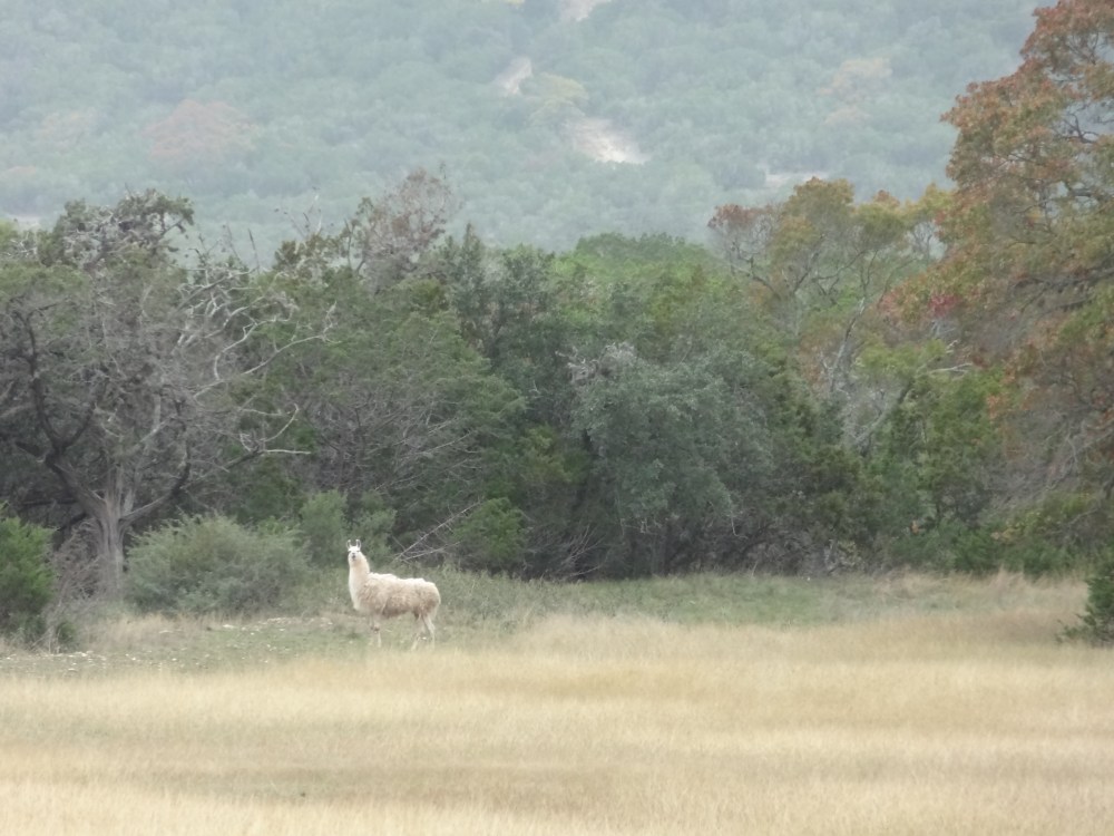 A majestic llama roamed the grounds.